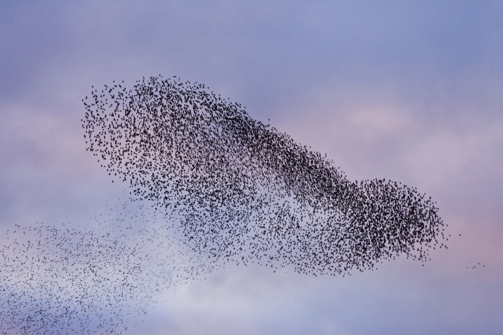 What is a starling murmuration and why do they form? | The Wildlife ...