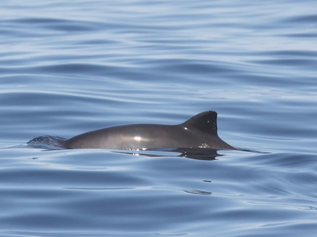 Harbour Porpoise