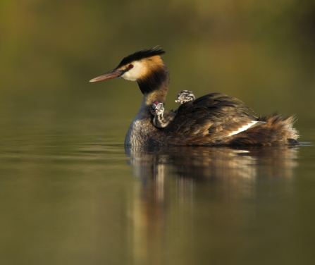 A great crested grebe swimming with two small chicks on its back