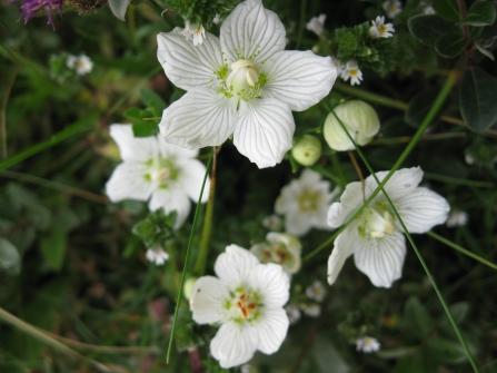 Grass of Parnassus wildflowers