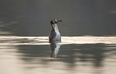 Great crested grebes performing their courtship dance with weeds in their mouths