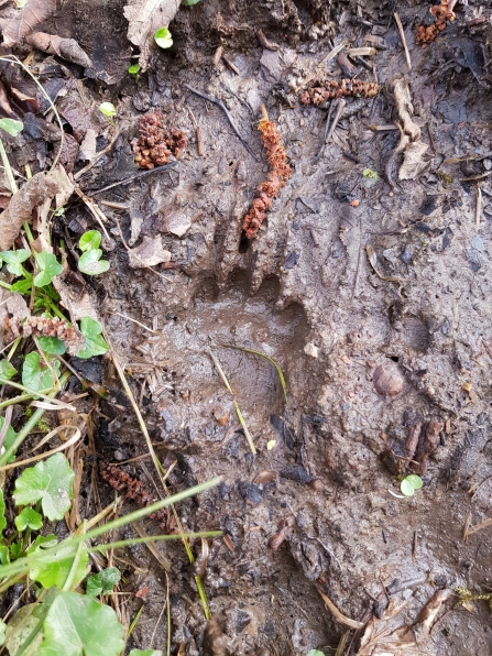 Badger Footprint