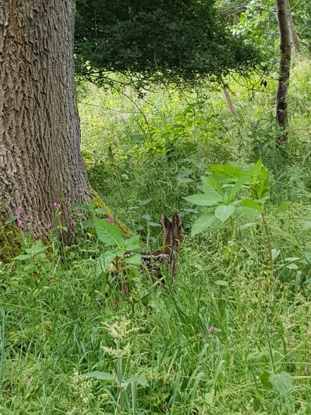 Roe Deer