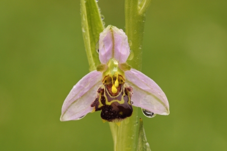 A bee orchid dripping with fresh morning dew