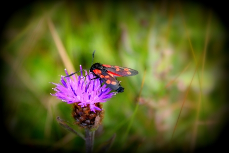 sand dunes burnet moth