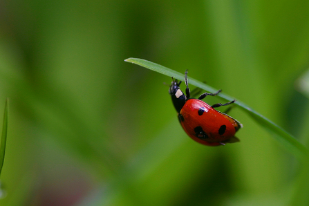 Ladybird