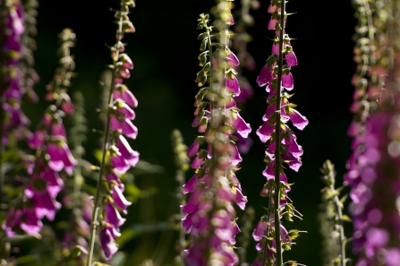 Pink foxgloves backlit by summer sunlight