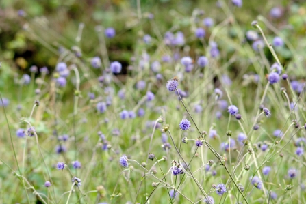 Rows and rows of Devil's-bit scabious in a wildflower meadow