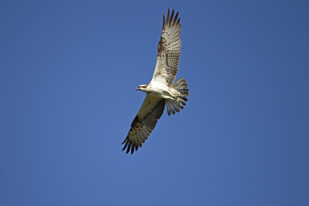 An osprey flying over a nature reserve against a bright blue sky