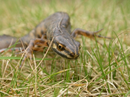 A smooth newt crawling across grass