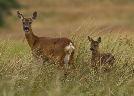 Roe Deer and young