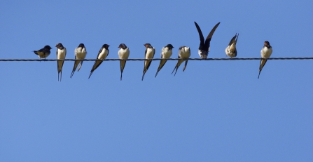 Swallows