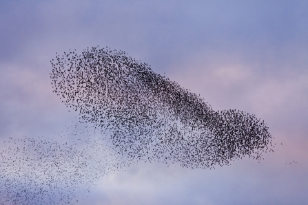 Murmuration of Starlings