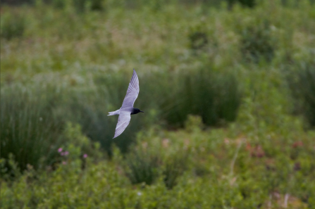 A black tern soaring over a lake at Brockholes Nature Reserve