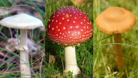 A collection of fungi found at the Mere Sands Wood nature reserve