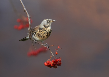 A fieldfare sitting on a branch covered in red berries