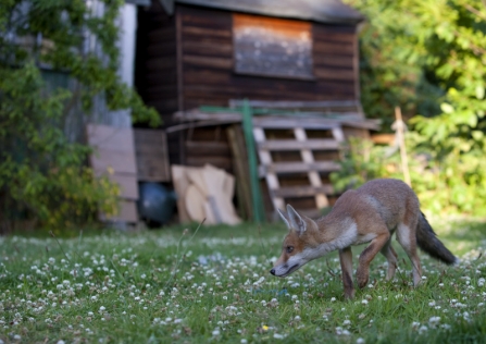 How to feed foxes and badgers in your garden responsibly The