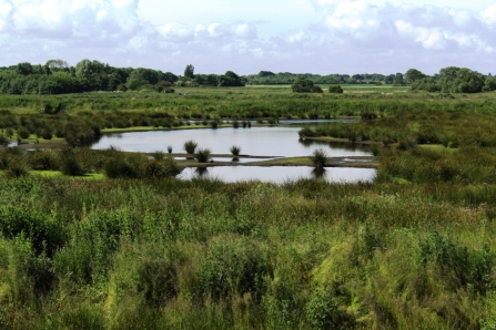 Ponds and pools at Lunt Meadows nature reserve surrounded by lush vegetation