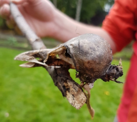 bird skull