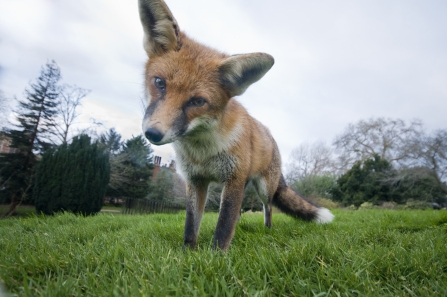 A red fox staring down into camera