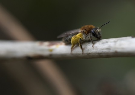 An early mining bee with pollen baskets sitting on a twig