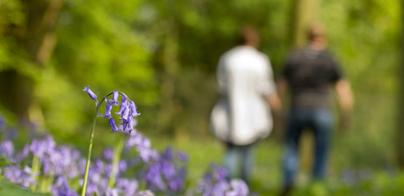 Walking through bluebells