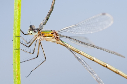 A female emerald damselfly mating whilst resting on a plant stem