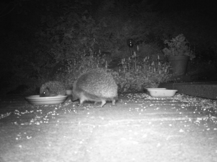 hedgehog night vision camera