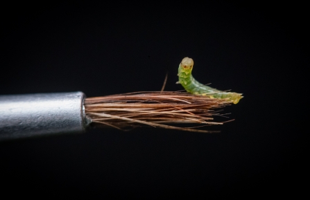 A tiny green newborn large heath caterpillar sits on a paintbrush