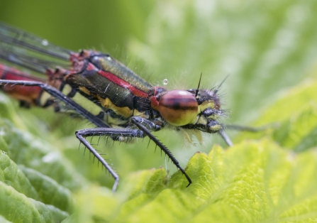 Close-up of a large red damselfly perched on a leaf