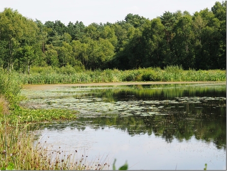 A lake at Mere Sands Wood on a peaceful sunny day