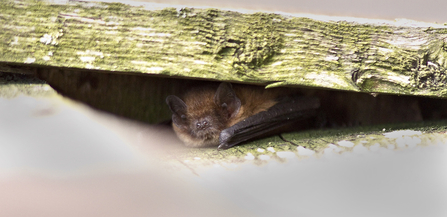 Pipistrelle bat