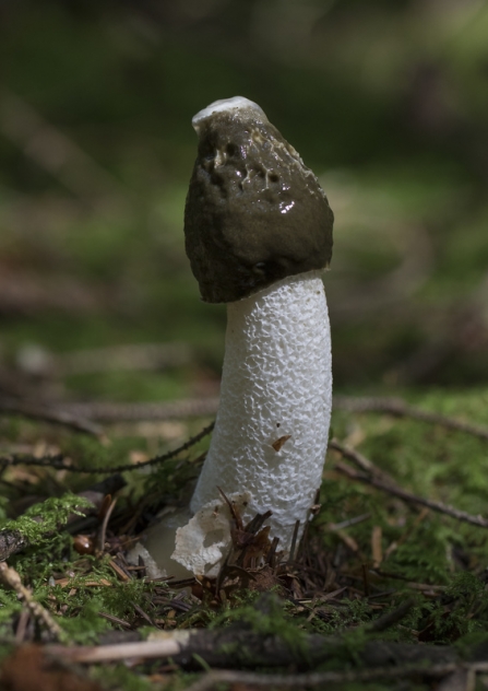 A fresh common stinkhorn mushroom growing on the woodland floor