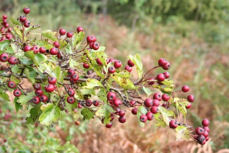 Bright red berries on a hawthorn tree in autumn