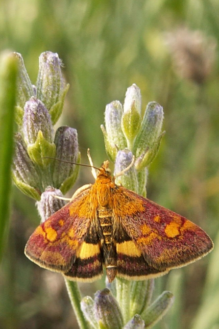 A mint moth resting on plants in the sunshine