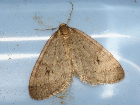 A winter moth resting in an insect pot