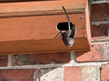 A swift flying out of its wooden nest box