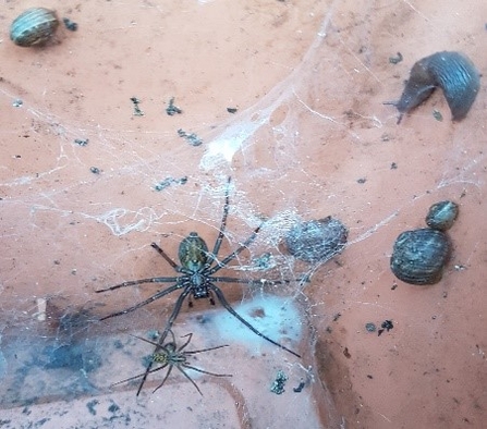 Spiders, slugs and snails sheltering in an old garden plant pot