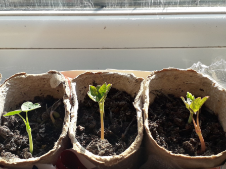 Seedlings