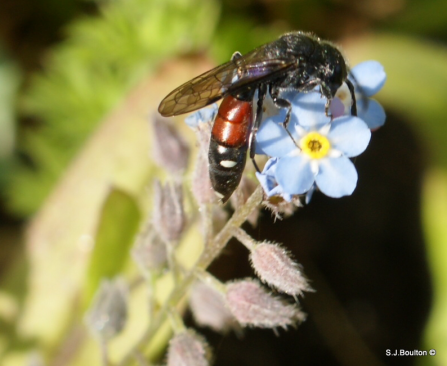 Sapya quinquepunctata