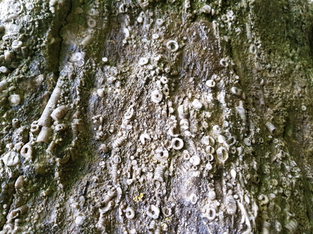 Crinoid fossils in the rock at Salthill Quarry nature reserve