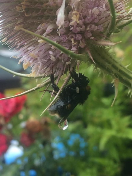 Bombus terrestris sheltering under teasels flowers by Karen McCartney