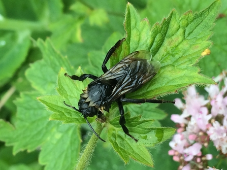 Bumblebee caught in rain by Karen McCartney