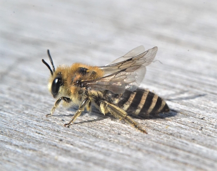 Colletes sp by Ciaran Clark