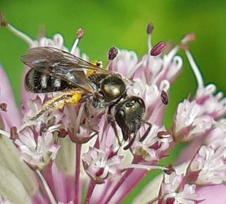 Lasioglossum sp in the 'morio' group by Eva Trelfa-Milek