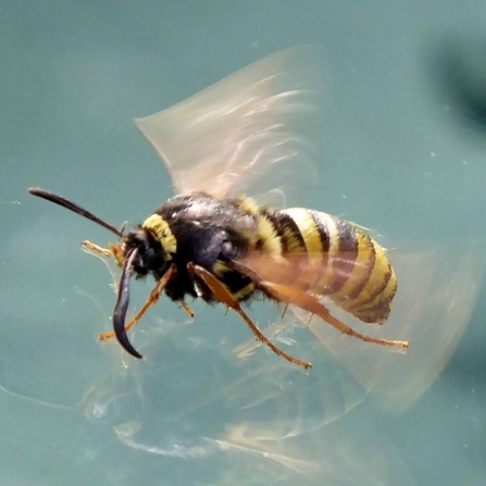 A lunar hornet clearwing moth standing on a car windscreen and flapping its wings