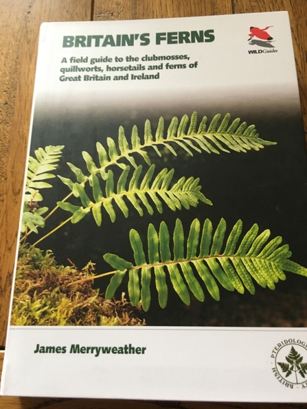 Britain's Ferns