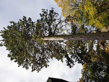 Scots pine tree