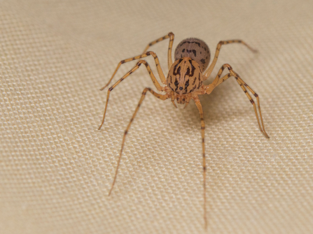 Living with spiders | The Wildlife Trust for Lancashire, Manchester and ...