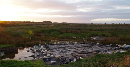 A Mesolithic archaeological dig site at Lunt Meadows nature reserve